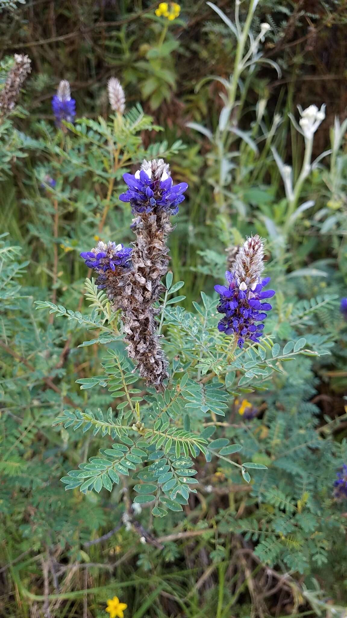 Dalea coerulea (L. fil.) Schinz & Thell.的圖片