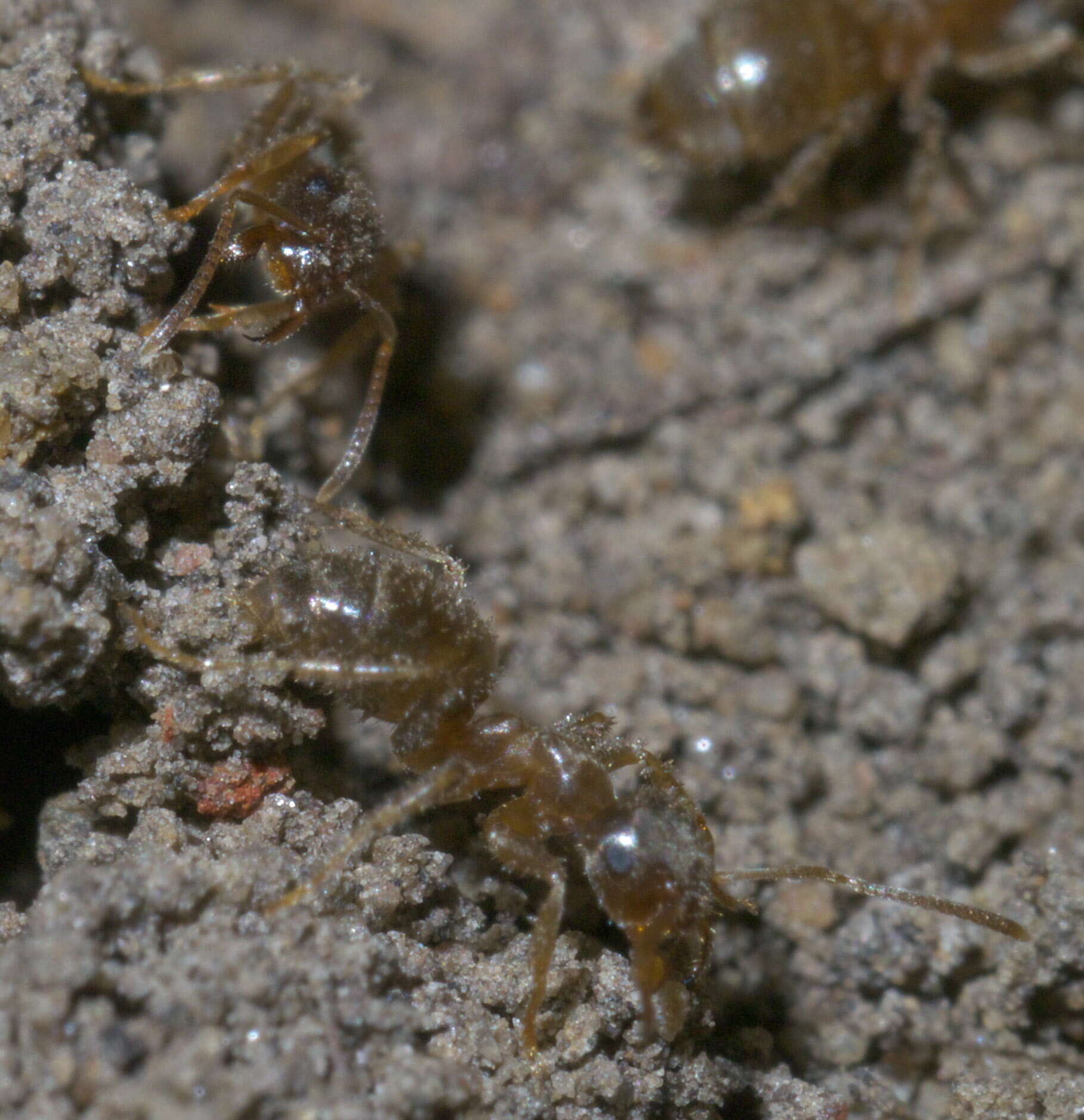 Image de Lasius neoniger Emery 1893