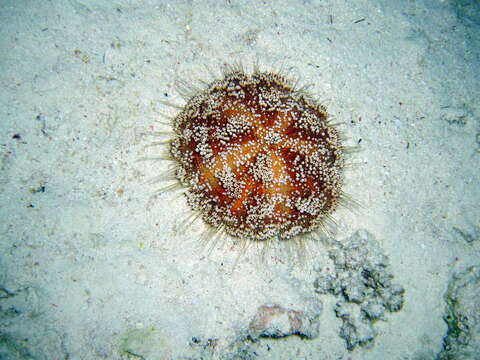 Image of Red Sea fire urchin