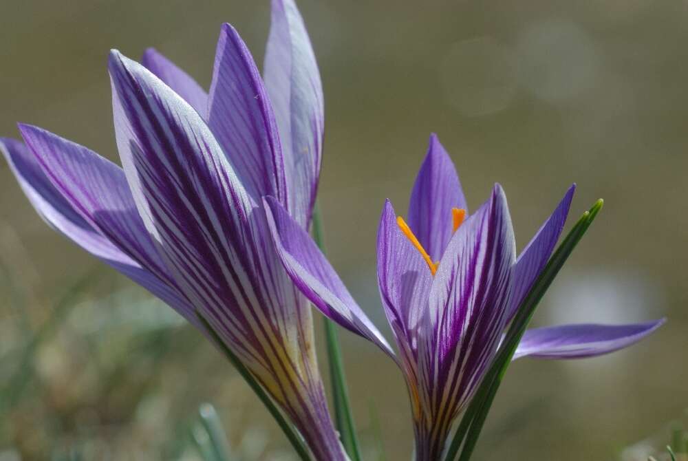 Image of various-coloured crocus