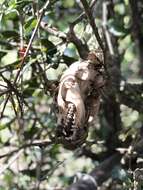 Image of Florida Raccoon