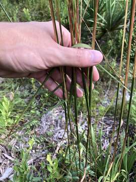 Image of Florida Bluestem