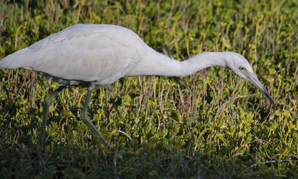 Image of Little Blue Heron