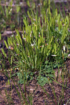 Image of Kentucky glade cress