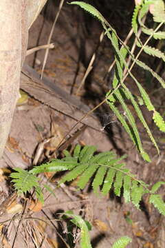 Image of Amauropelta concinna (Willd.) Pic. Serm.