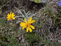 Imagem de Jacobaea uniflora (All.) Veldkamp