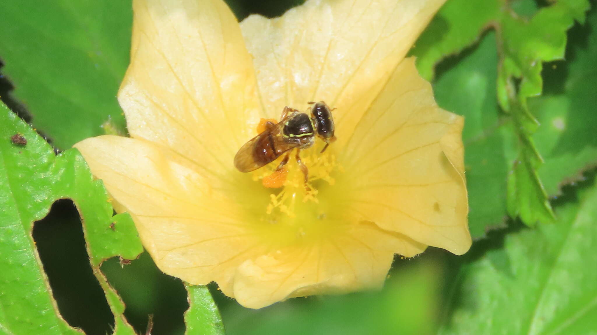 Image of Plebeia pulchra Ayala 1999