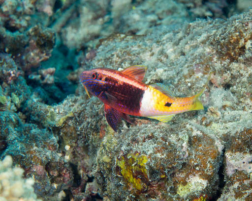 Image of Bicolor goatfish