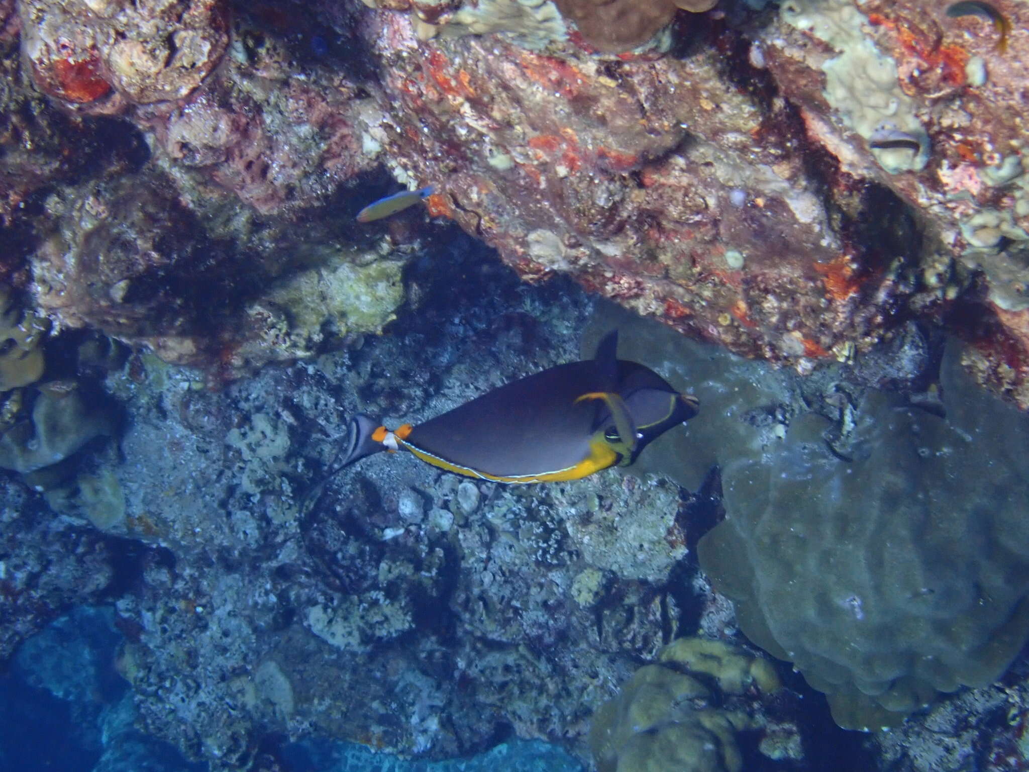 Image of Elegant Unicornfish