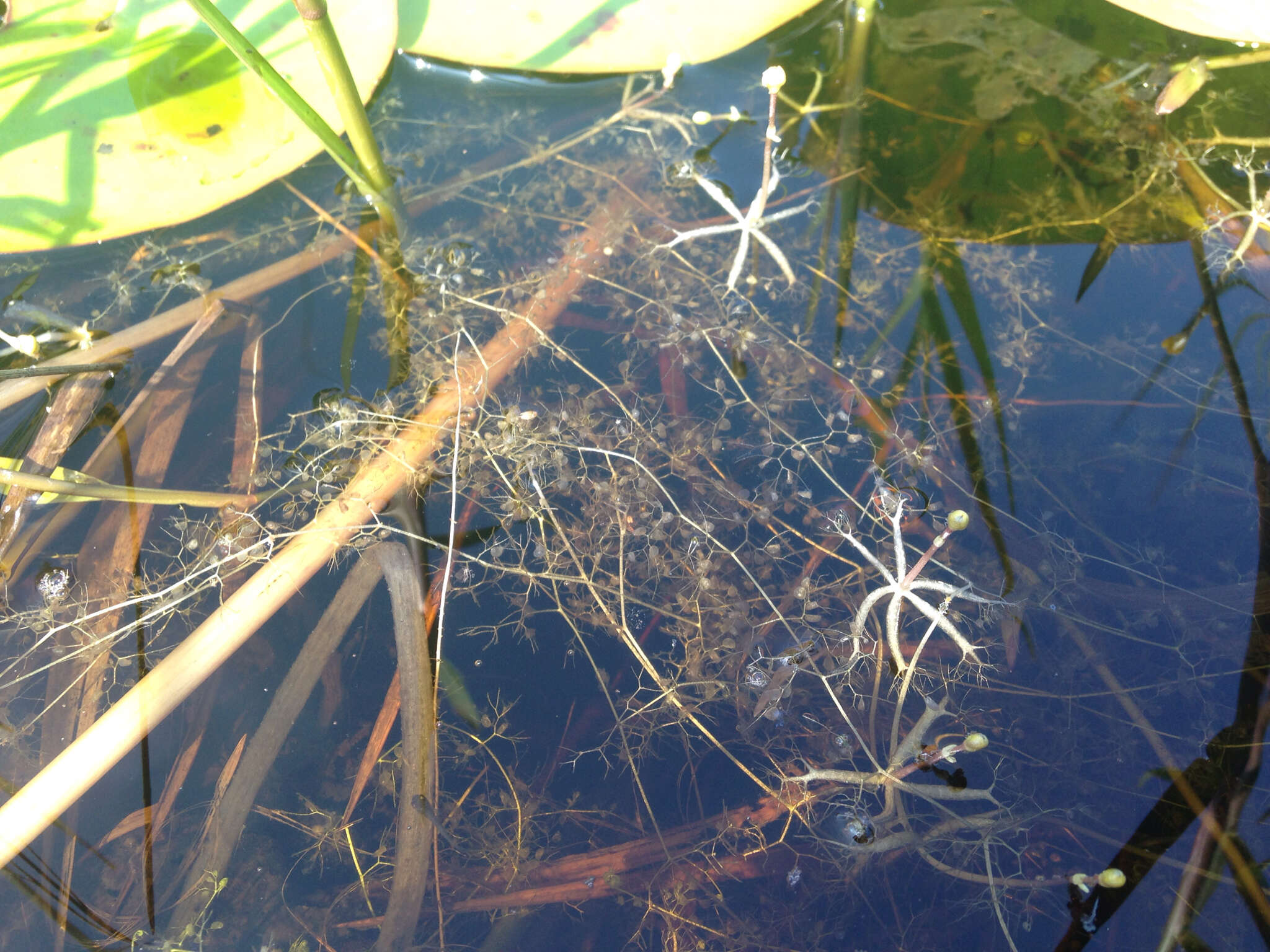 Plancia ëd Utricularia radiata Small