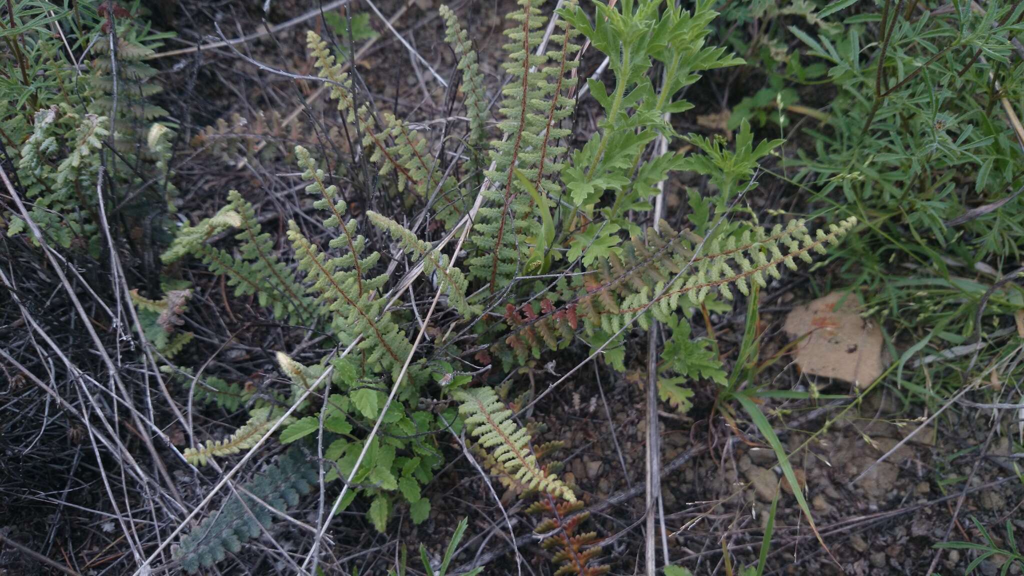 Image of golden lipfern