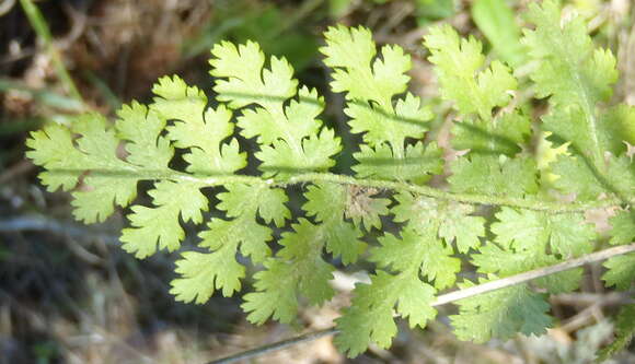 Image of Anemia caffrorum (L.) Christenh.