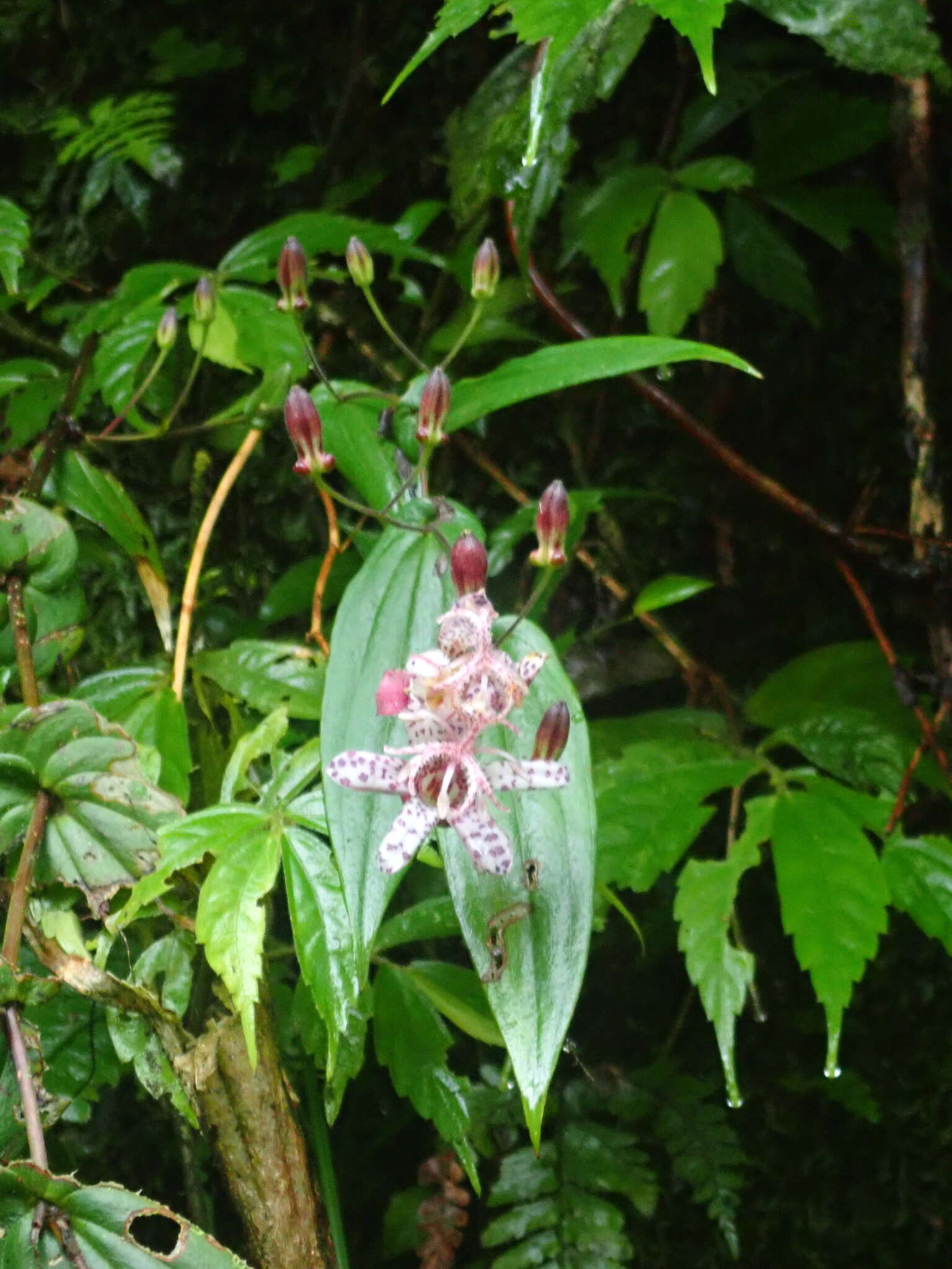 Image de Tricyrtis suzukii Masam.