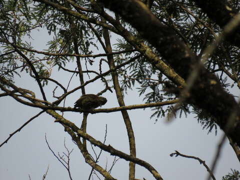 Image of Mottled Piculet