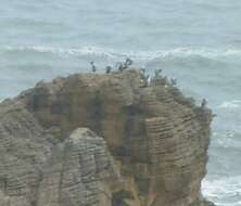 Image of Phalacrocorax punctatus oliveri Mathews 1930