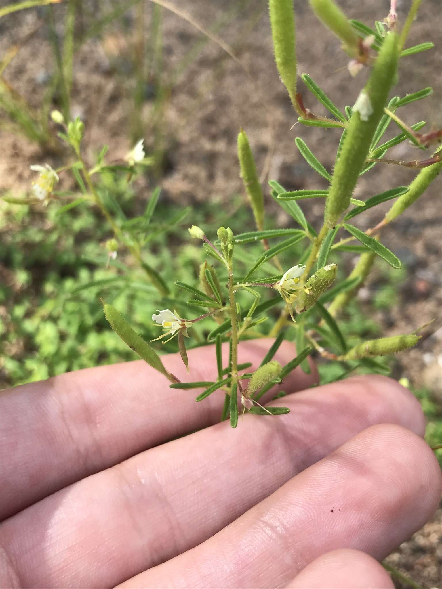 Image of James' clammyweed