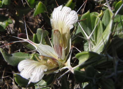 Image of Blepharis furcata (L. fil.) Pers.