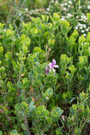 Imagem de Pelargonium betulinum (L.) L'Her.