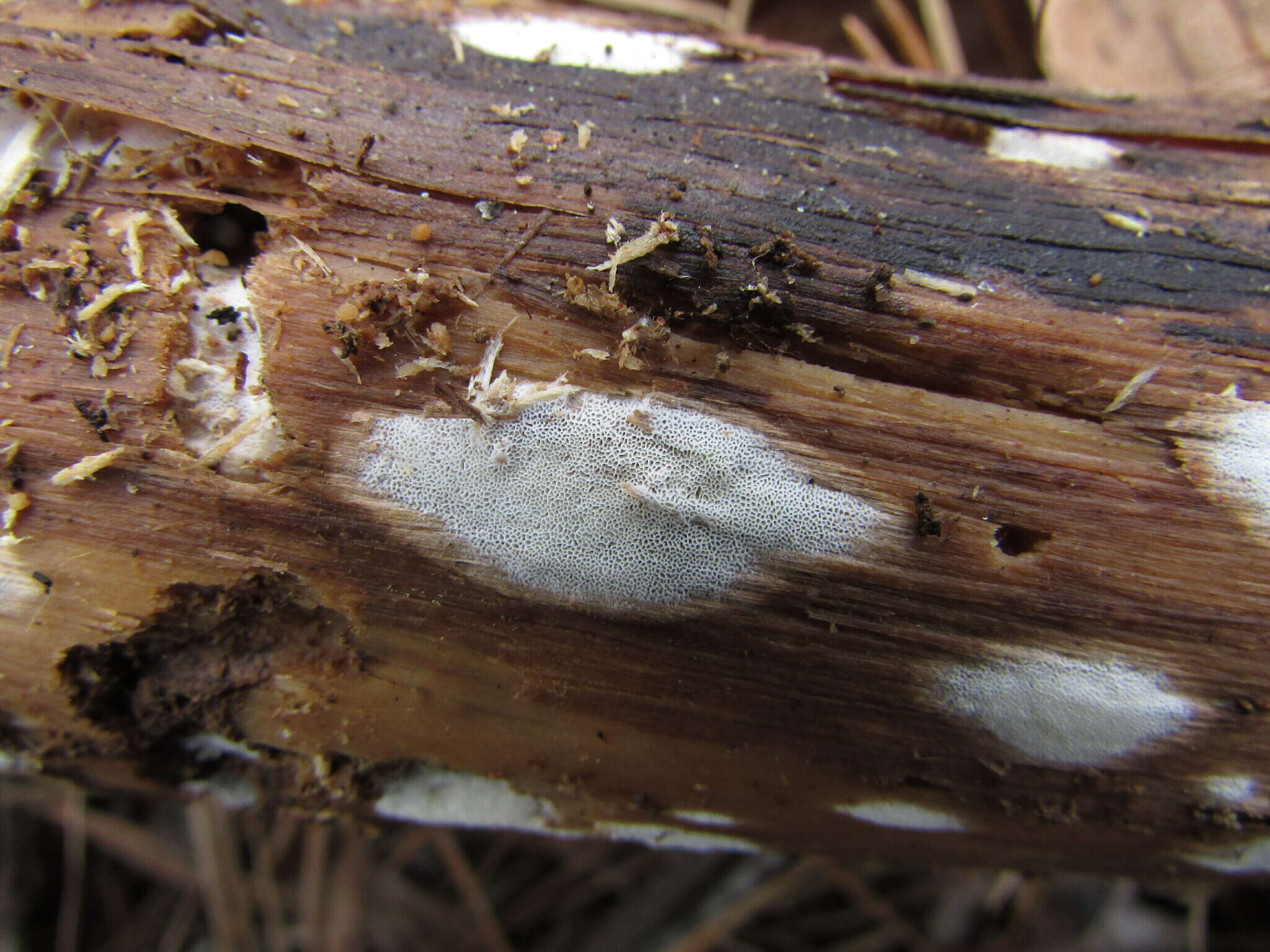 Image of Sidera vulgaris (Fr.) Miettinen 2011