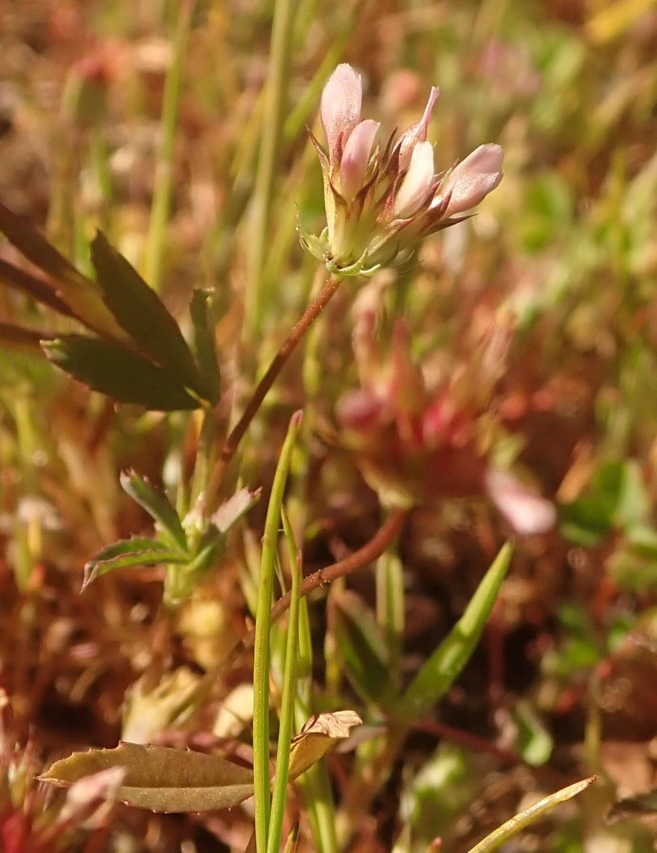 Image of fewflower clover