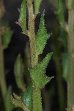 Image of Dampiera stricta (Smith) R. Br.