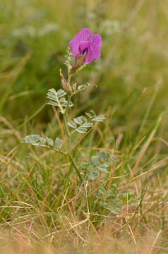 Imagem de Vicia pyrenaica Pourr.