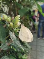 Imagem de <i>Leptosia nina niobe</i>