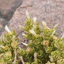 Image of Baccharis viscosissima