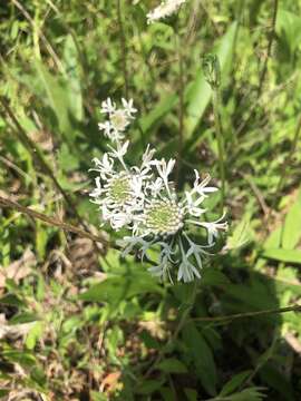 Marshallia obovata (Walt.) Beadle & F. E. Boynt.的圖片