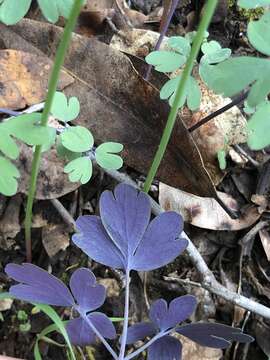 Image of western false rue anemone