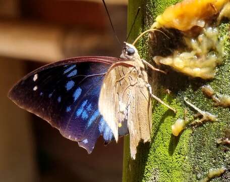 Imagem de Charaxes cithaeron Felder 1859