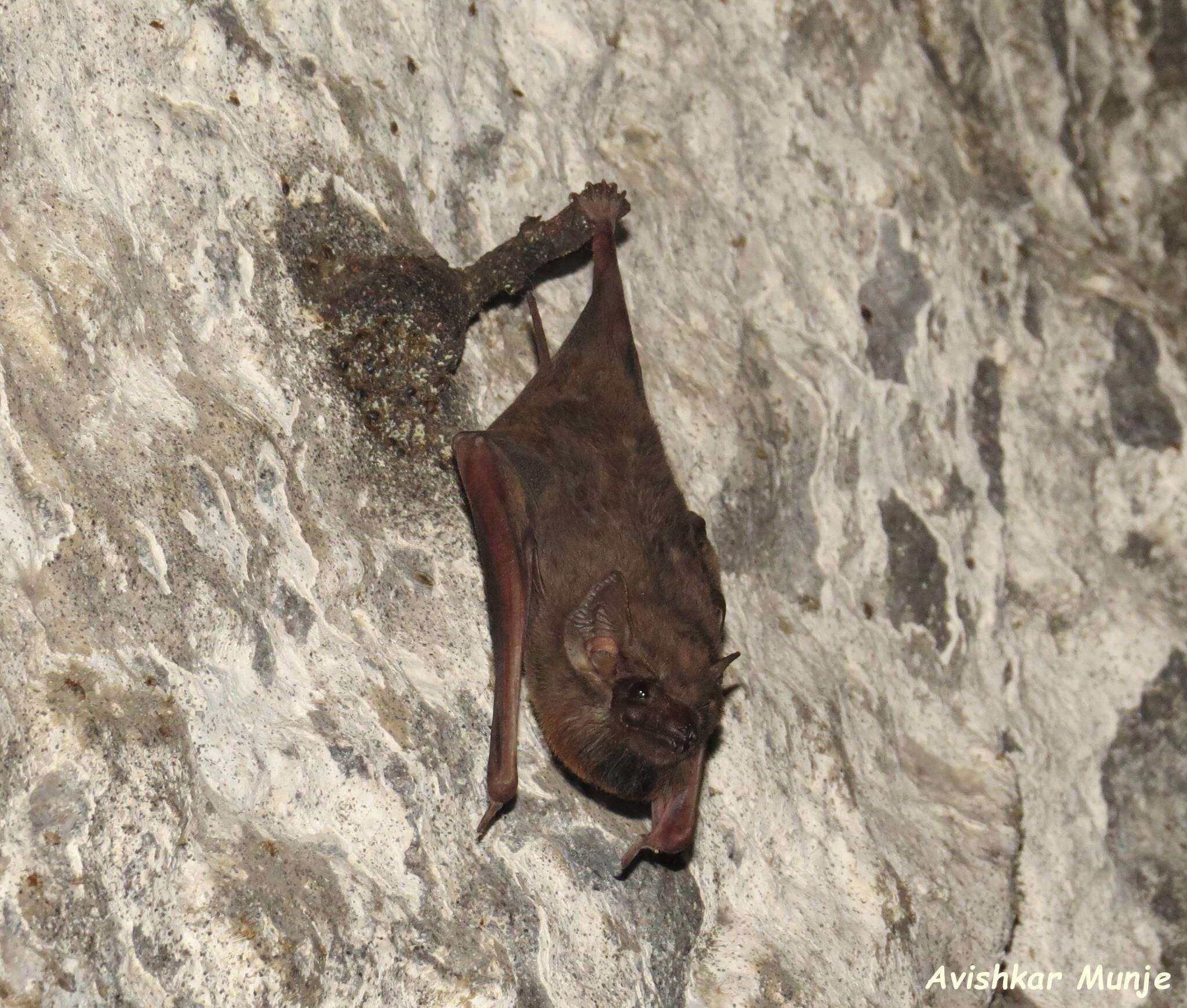 Image of Black-bearded Tomb Bat