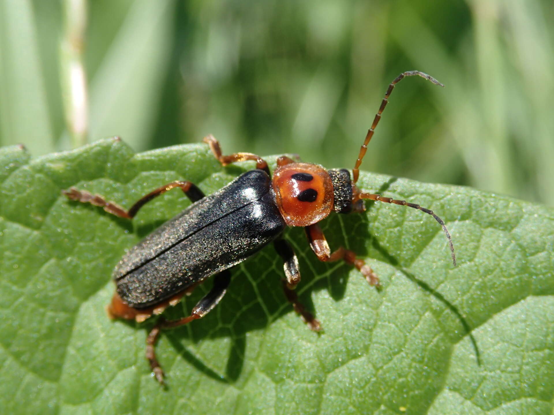 Imagem de <i>Cantharis annularis</i>