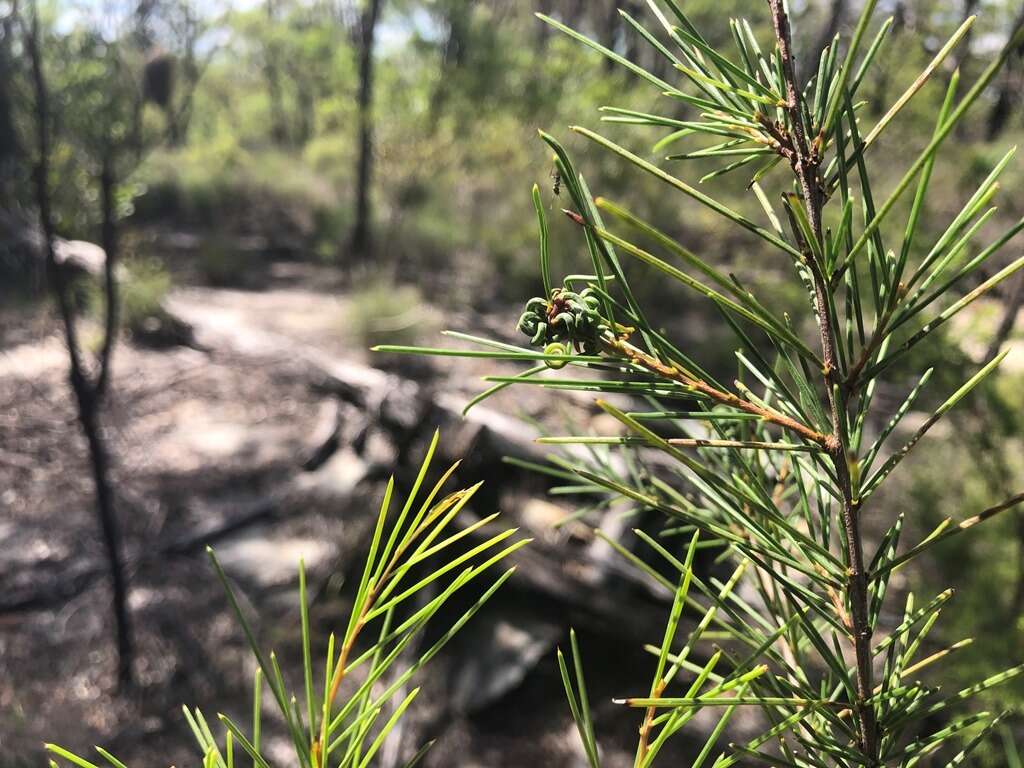 Imagem de Acacia quadrilateralis DC.