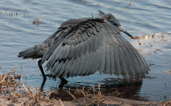 Image of Black Egret