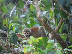 Image of Bare-eared Squirrel Monkey