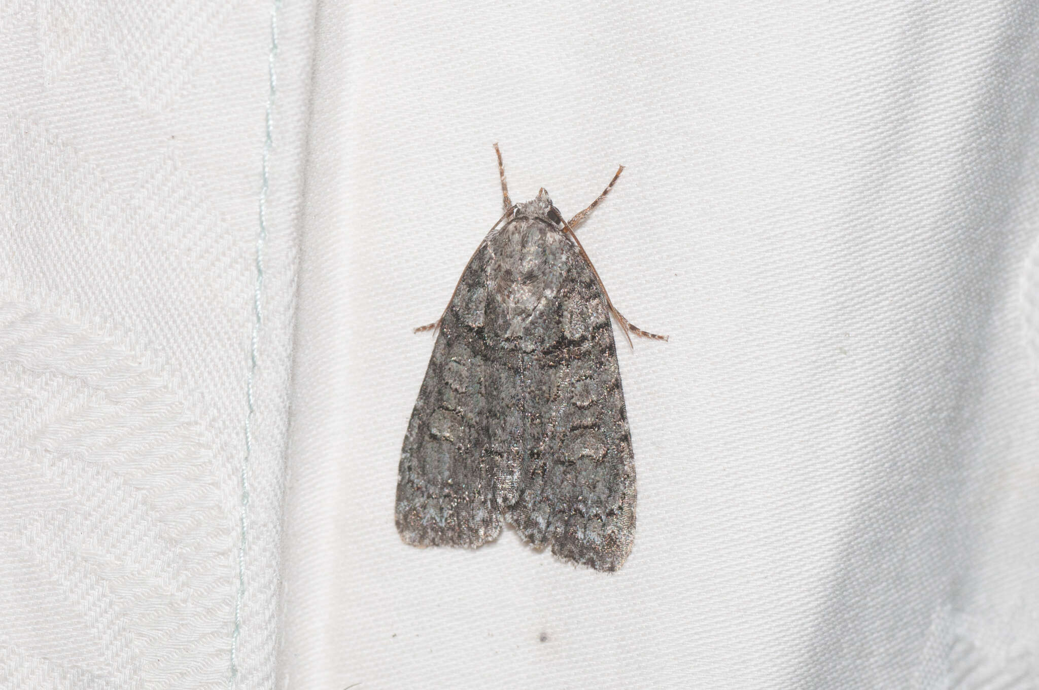 Image of Acronicta tristis Smith 1911