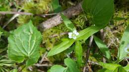 Plancia ëd Moehringia macrophylla (Hook.) Fenzl