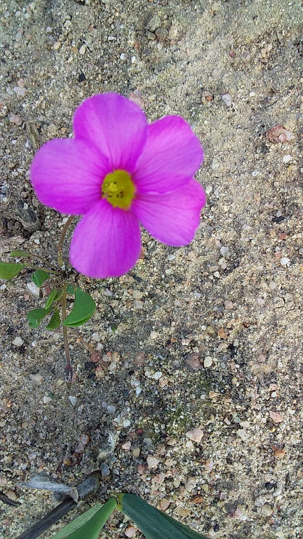 Image de Oxalis monophylla L.