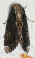 Image of Dypterygia dolens Druce 1909
