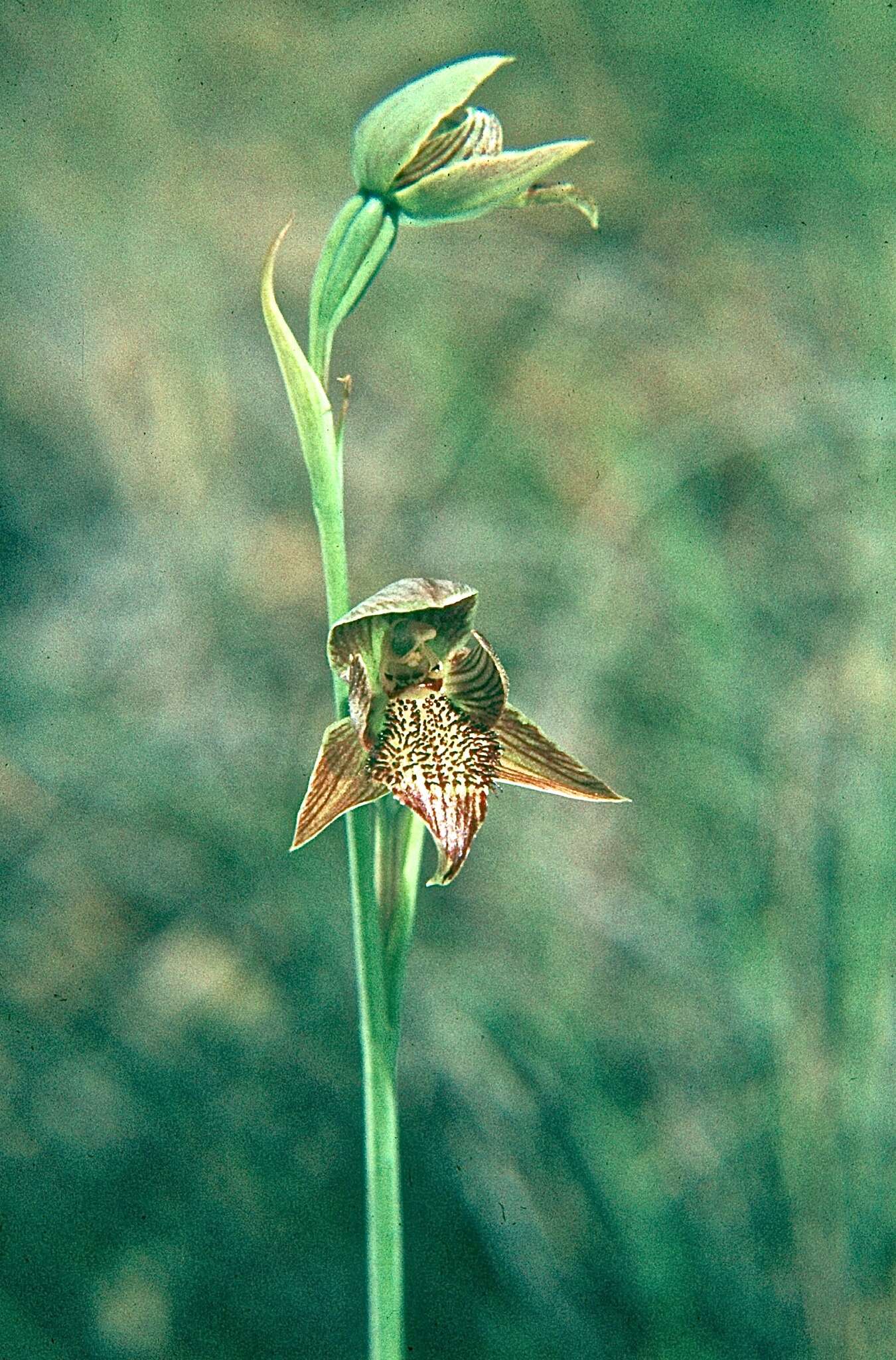 Calochilus richae Nicholls的圖片