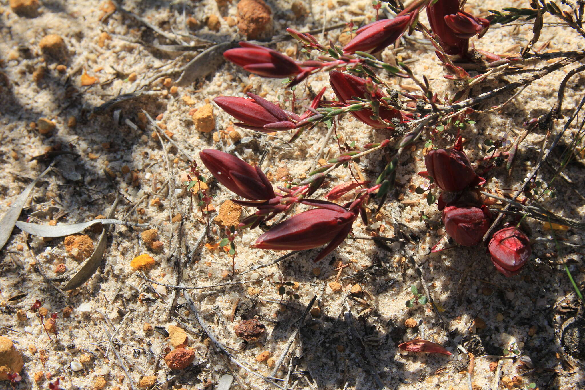 Image of Darwinia speciosa (Meissner) Benth.