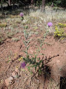 Image of Wheeler's thistle