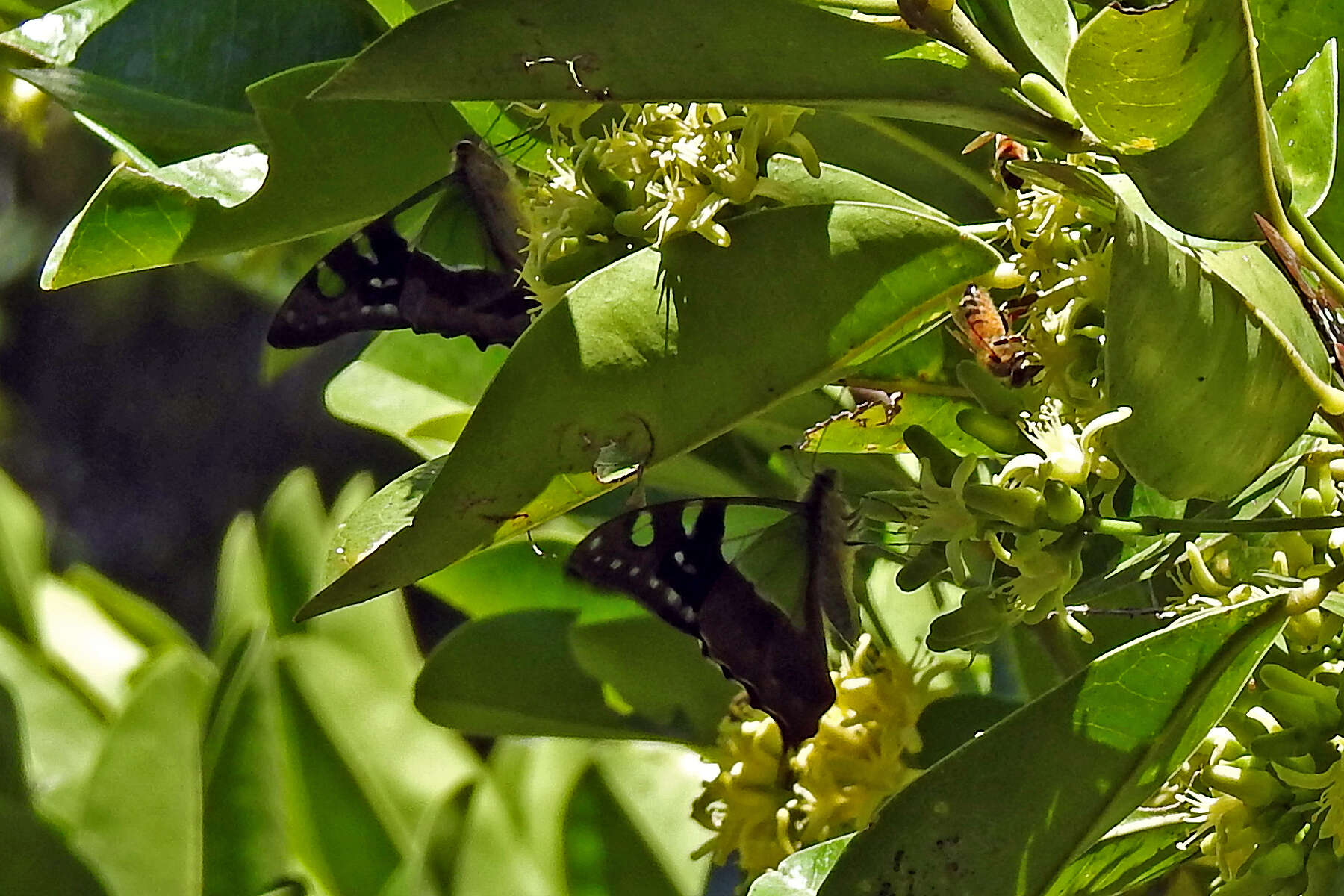 Слика од Graphium macleayanus (Leach 1814)