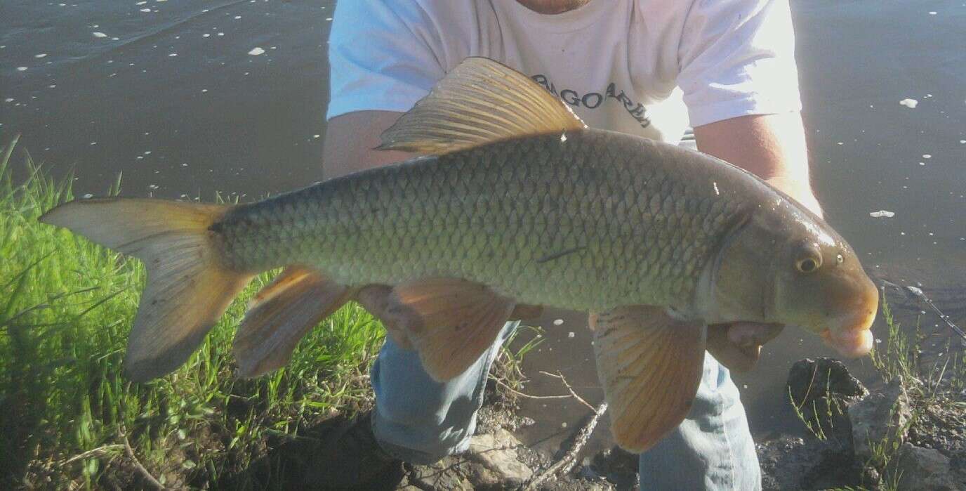 Image of Silver Redhorse