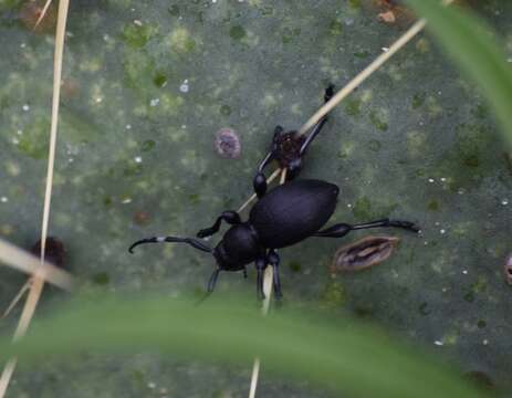 Image of Moneilema annulatum Say 1824