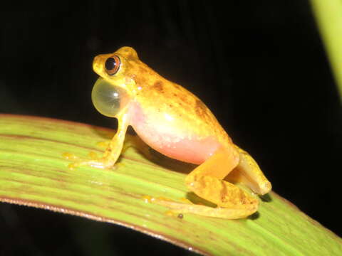 Image of Dendropsophus joannae (Köhler & Lötters 2001)