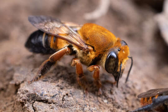 Imagem de Megachile saigonensis Cockerell 1920