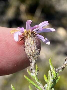 Image of Athrixia heterophylla (Thunb.) Less.