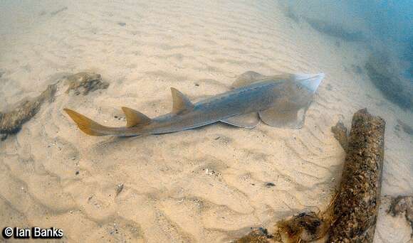 Image of Common Shovelnose Ray